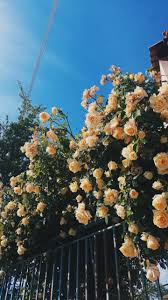 Nicepng provides large related hd transparent png images. Yellow Flowers And Green Image 7600121 On Favim Com