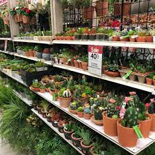 Check spelling or type a new query. Because Succulents Keep Me Sane So Many Plastic Plants At Michael S If These Were
