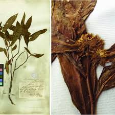 Image result for Afroqueta