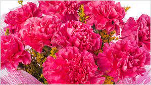 Apr 28, 2021 · carnation flowers have become symbolic of mother's love and also of mother's day. Know About The Carnations Meaning According To Their Color