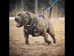 See more ideas about hulk the pitbull, hulk, big pitbull. Hulk The Pitbull Died The Worlds Largest Pit Bull Tatoo Part 1 The Hulk He Eats Sleeps Hangs With His People Works A Little On His Attack Skills But