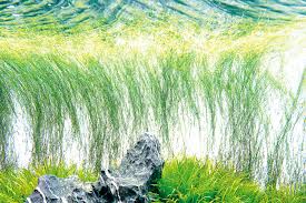 Image result for Eleocharis variegata