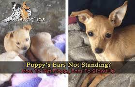 My Puppy S Ears Won T Stand Up What Can I Do Little Dog Tips