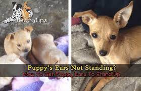 A puppy with one ear up and one ear down is very cute and surely attracts people with his comical expression, but many dog owners grow concerned moments of ears standing up and then flopping down like an overcooked noodle are not uncommon. My Puppy S Ears Won T Stand Up What Can I Do Little Dog Tips