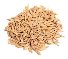 Image result for Avena