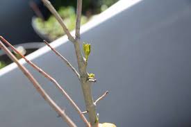 Image result for Phragmanthera usuiensis