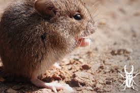 Bankruptcy search we use 3rd party data sources to check the history of the principal/owner of the business for bankruptcy filings by or against them. 13 Signs Of Pest Infestation When Touring A New Home Inmyarea Com