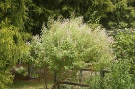 Image result for Aloysia