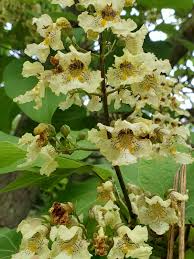 Image result for Catalpa