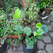 Image result for Piper umbellatum