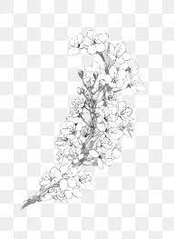 Seamless pattern black white flowers poppy flower love material design pattern digital design black floral design on black background black and whiote vintage pattern white. Cherry Blossoms Pear Flower Flower Branch Black And White Ink Coloring Graphic Design Png Transparent Clipart Image And Psd File For Free Download Flower Png Images Draw Flowers Watercolor Flower Clipart