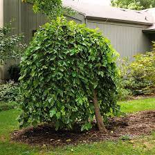 Having trees in a small yard provides more than just ornamental value. Add Landscape Interest With Weeping Trees Better Homes Gardens