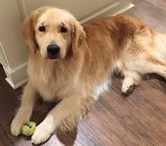 Learn why our dogs are the best in texas! Chachi 1 Year Old Goldenwind Golden Retrievers