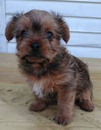 Game dogs for sale in kentucky. Shorkie Puppies For Sale Louisville Ky Shorkie Puppies Shorkie Puppies For Sale Puppies