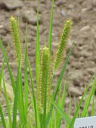 Image result for Setaria longiseta