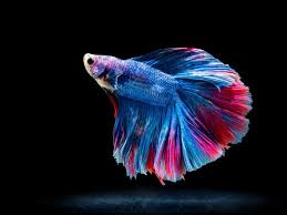 Betta Fish The Care Feeding And Breeding Of Bettas Siamese Fighting Fish Aquarium Tidings Siamese Fighting Fish Betta Fish Tank Betta Fish