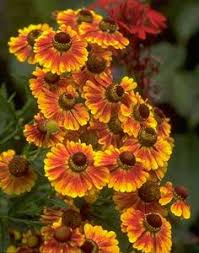 Enter your zip code we've carefully chosen this collection of plants to be highly deer resistant. 19 Zone 8 Deer Resistant Plants Perennials Ideas Perennials Deer Resistant Plants Plants