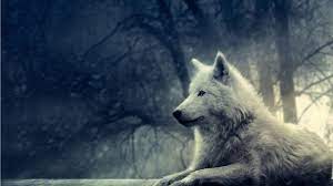 Anime white wolf wallpaper favorites. Anime Wolf Wallpapers Top Free Anime Wolf Backgrounds Wallpaperaccess
