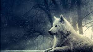 Black and white anime wolves 24 background. Anime Wolf Wallpapers Top Free Anime Wolf Backgrounds Wallpaperaccess