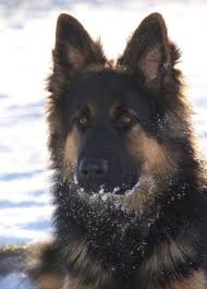 Nachdem ich und die schäferhunde auf wanderung waren, ist mein buch fertig. Altdeutscher Schaeferhund Langhaar Altdeutscher Schaferhund Bilder Altdeutscher Schaferhund Schaferhunde Schaferhund Welpen