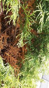 Gelegentlich wird die thuja von pilzkrankheiten befallen. Thuja Smaragd Werden Von Innen Braun Was Konnen Die Ursachen Sein Fragen Bilder Pflanz Und Pflegeanleitungen Rund Um Das Thema Gartenpflanzen