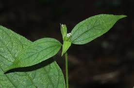 Image result for Blainvillea gayana