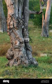 Image result for Combretum imberbe