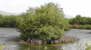 Image result for Avicennia marina