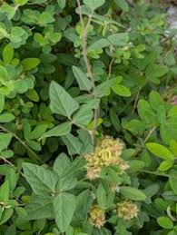 Image result for Grona barbata