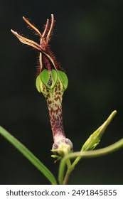 Image result for Ceropegia claviloba