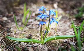 Image result for Scilla