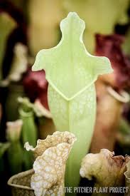 Sarracenia Mitchelliana Af Carnivorous Plants Carnivorous Plants Terrarium Sarracenia