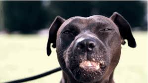 These chewy peanut butter cookie sandwiches taste like nutter butter cookies! Are Nut Butters Safe For Dogs Rau Animal Hospital