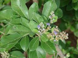 Itu mendorong prof dr drs gemini alam msi apt, guru besar di fakultas farmasi, universitas hasanuddin, makassar, menguji legundi secara praklinis. Tanaman Herbal Legundi Atau Vitex Trifolia Miliki Manfaat Kesehatan Mulai Dari Daun Hingga Akar Jurnal Palopo