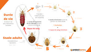 Maybe you would like to learn more about one of these? Comment Se Debarrasser Des Punaises De Lit