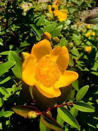 Image result for Hypericum humbertii