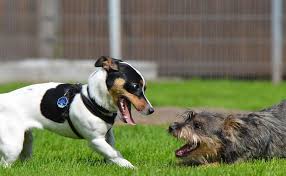 techka u sobak skolko dlitsya kakaya periodichnost