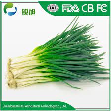The bright green tops and bulb are both edible and are sold … great savings & free delivery / collection on many items booker t green onions for sale | ebay. Fresh Green Onions For Sale China Chinese Onion Fresh Made In China Com