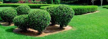 Our experienced organic lawn maintenance professionals can care for the whole landscape, not just the lawn and yard but also soil, trees, plants, garden, and shrubs as well. True Professional Lawn Care Fertilizer Weed Control Irrigation More
