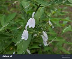 Image result for Rhinacanthus zambesiacus