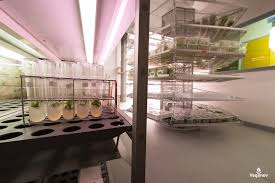 Culture In Vitro Retour Aux Bases Vegenov