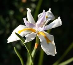 Image result for Moraea