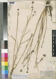 Image result for Fuirena stricta