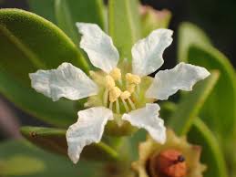 Image result for Pemphis