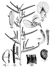 Image result for Aeschynomene indica