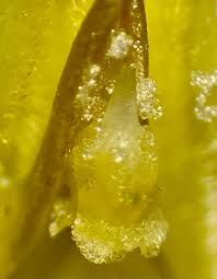 Image result for Tabernanthe elliptica