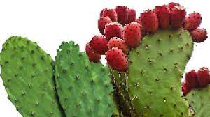 People usually think cactus is dangerous because of its thorny surface. Benefits Of Prickly Pear Cactus Daily Monitor