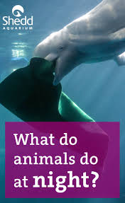 Night At The Aquarium Some Animals Are More Active At Night And Some Sleep The Hours Away But How Does A Fish Sleep If Adventure Club Animals Shedd Aquarium