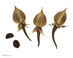 Image result for Ipomoea prismatosyphon