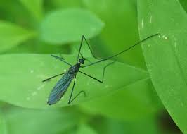 Image result for Gnidia microcephala